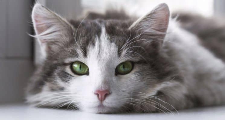 10 Signs Your Cat in Dubai Needs Pet Grooming