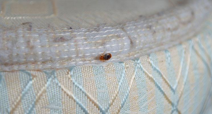 How to Keep Bed Bugs Away from Your Mattress