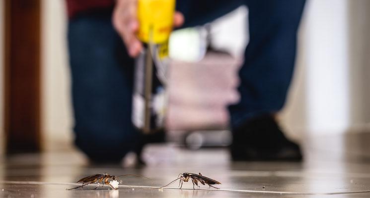 8 Simple Steps to Get Rid of Cockroaches in Dubai
