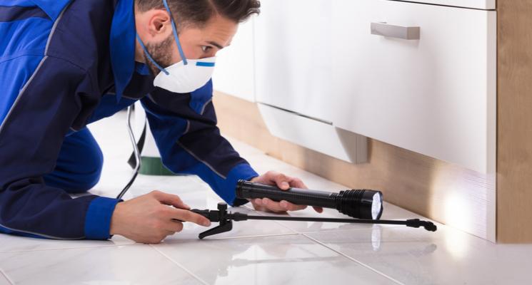 10 Pests to Look Out for in Your New Dubai Home