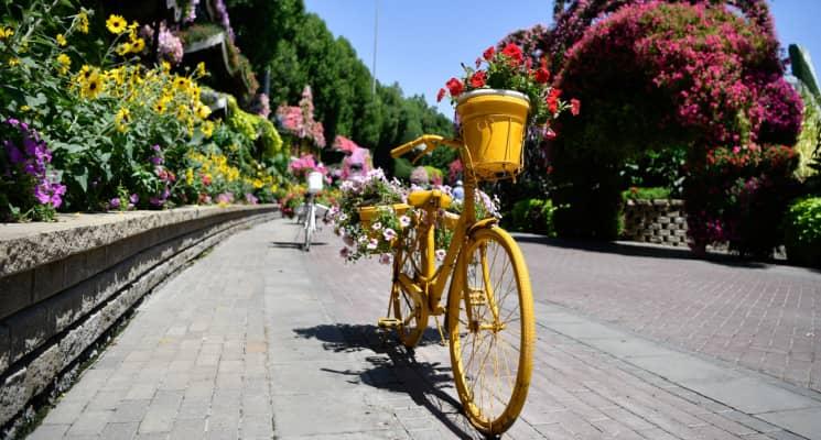 How to Save Your Garden in Dubai from the Summer Heat
